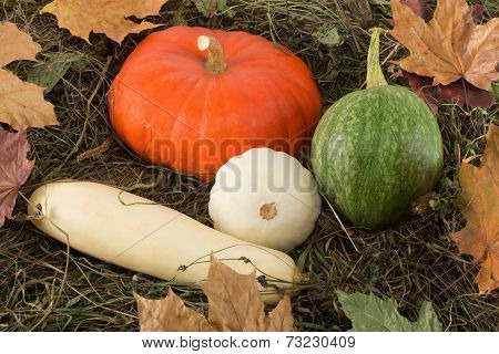 Harvest