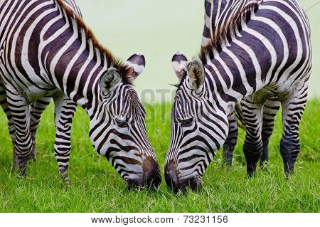 A Headshot Of A Burchell's Zebra