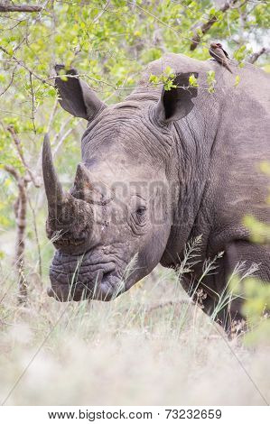 Portrait Of An Old Rhino Hiding For Poachers In Dense Bush