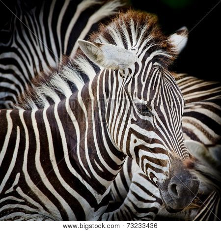 A Headshot Of A Burchell's Zebra