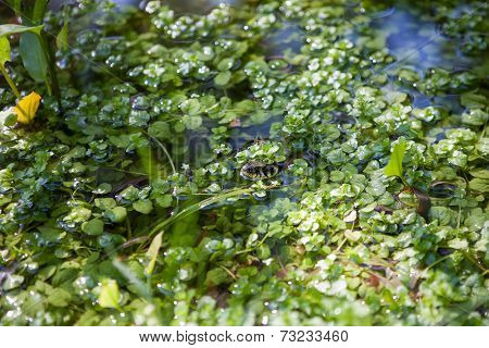 Natrix Natrix - Ringsnake
