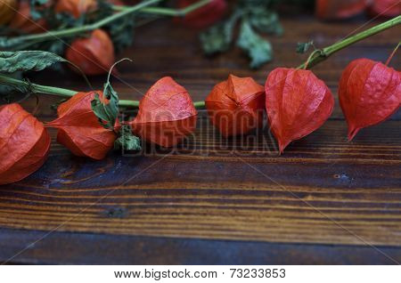 Physalis alkekengi on wood