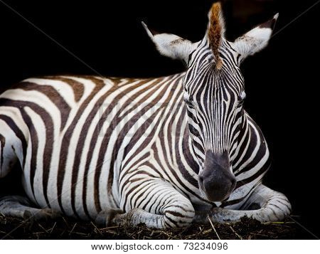A Headshot Of A Burchell's Zebra