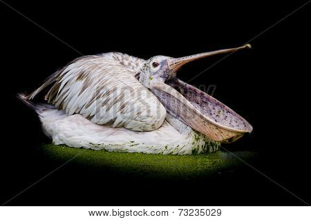 Closeup Spotted-billed Pelecan Bird
