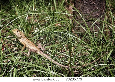 lizard