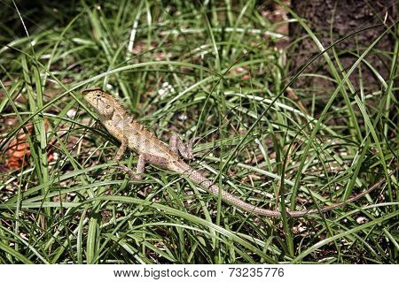lizard