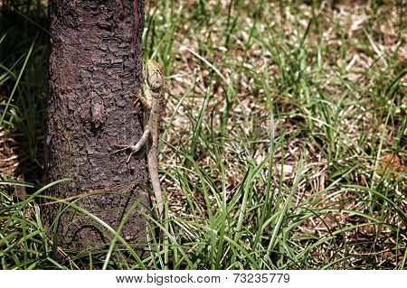 lizard