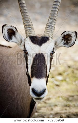 Oryx  Face