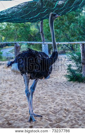 ostrich
