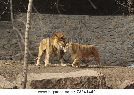 Lions Love