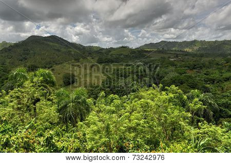 Tropical Forest, Dominican Republic