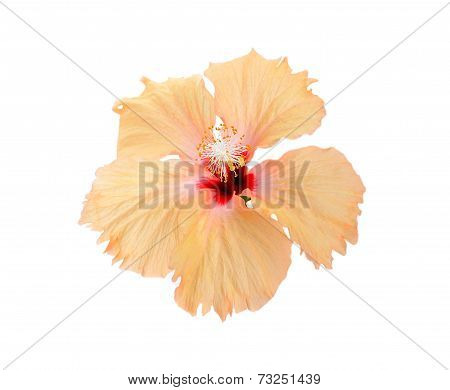 Flower Isolated On White Background