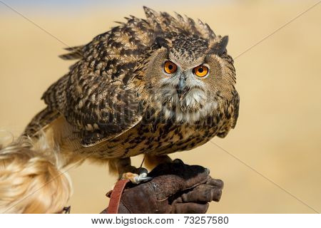 Large Owl With Very Big Eyes