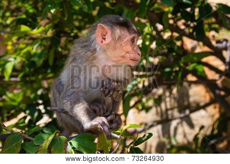 Monkey In The Forest