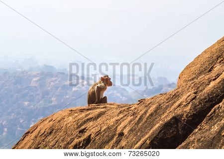 Monkey In The Mountain