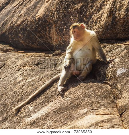 Monkey In The Mountain