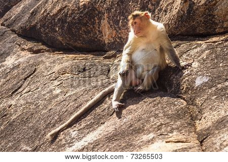 Monkey In The Mountain