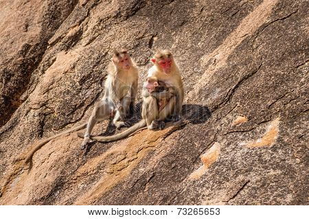 Monkey Family In The Mountain