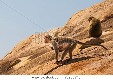 Monkey Family In The Mountain
