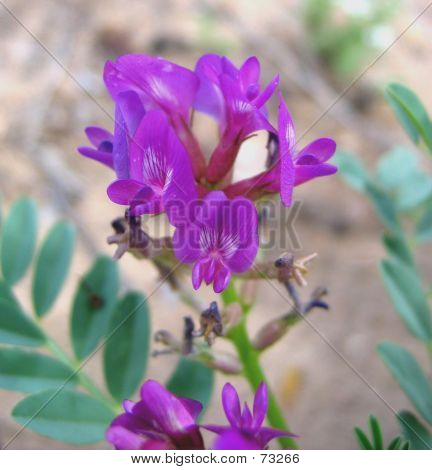Locoweed fioletowy