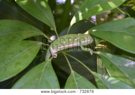 chamelion  