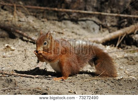 Red Squirrel