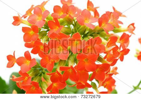 Red  Kalanchoe Flower Isolated