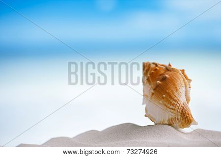 tropical shell on white Florida beach sand under sun light, shallow dof