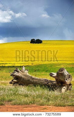 Canola Hills