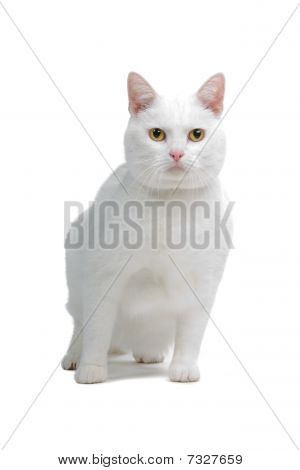 vit Engelsk Stenografien katt