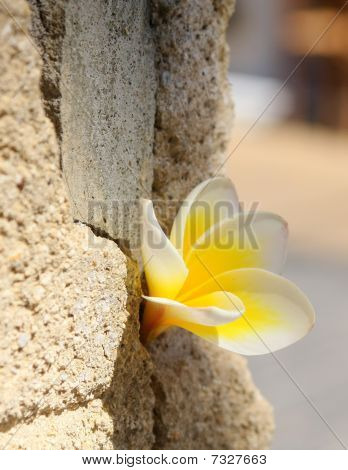 Plumeria çiçek taş duvar