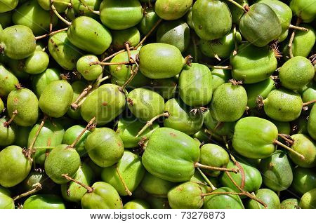 Berries Of Far-east