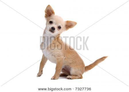 สุนัข chihuahua haired สั้น