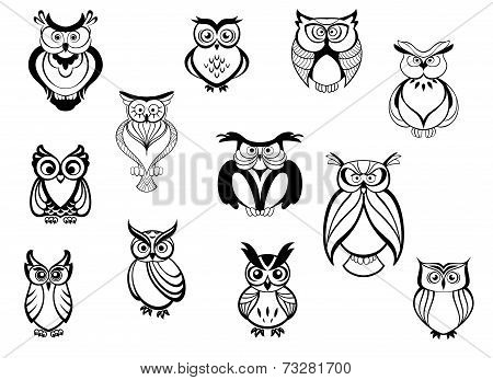 Cute owls and owlets