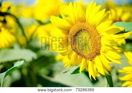 sunflower