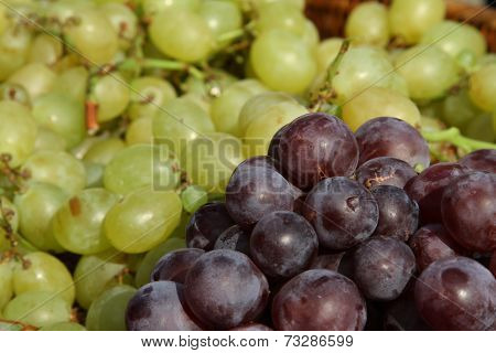 Large Clusters Of Mature Grapes After The Harvest