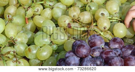 Big Clusters Of Mature Grapes After The Harvest In The Countryside