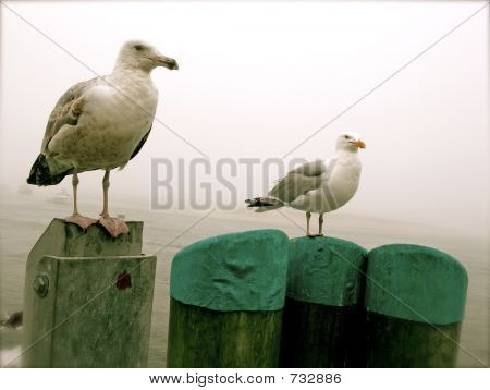 Cape Cod måger
