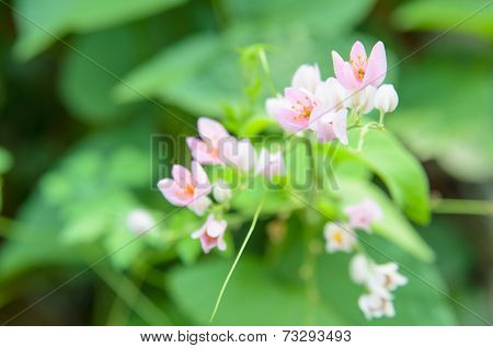 Pink Confederate Vine Blooming In The Garden