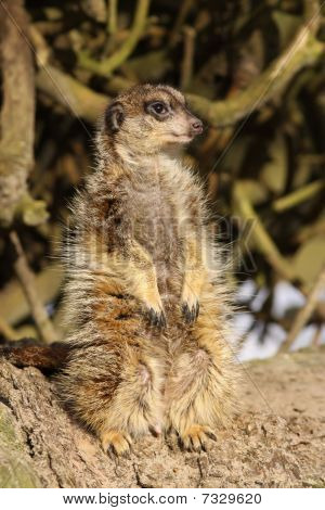 귀여운 작은 meerkat 서 직 립