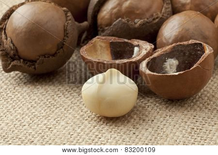  Broken macadamia  nuts in nutshells