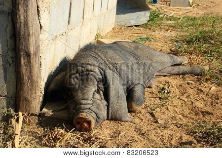 Wild Boar