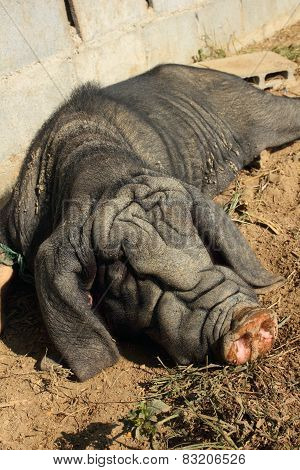 Wild Boar