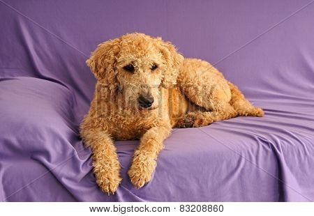 Dog australian labradoodle