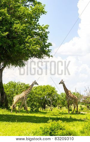 Two Giraffes In The Grass