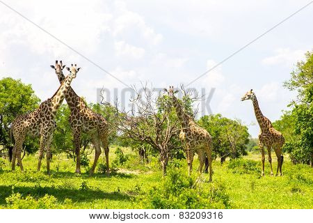 Group Of Giraffes In The Grass