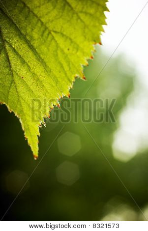 BlackBerry blad close-up.