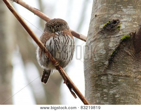 Shy Northern Pygmy-Owl