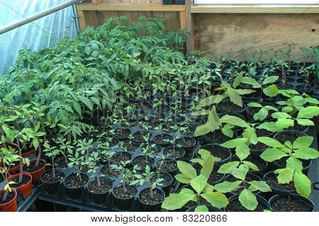 Growing Plants In A Greenhouse