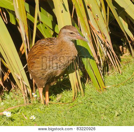 closeup of a Weka, a flightless bird indigenous to New Zealand